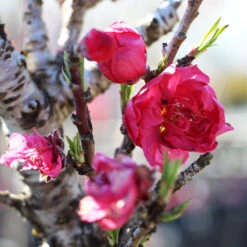 Bonanza Patio Peach Tree 6 Bonanza Patio Peach Tree -Fast Growing Trees Shop Bonanza Peach tree 4 FGT