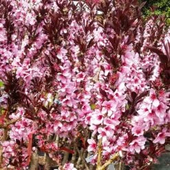 Bonfire Patio Peach Tree -Fast Growing Trees Shop Bonfire Peach 3 FGT