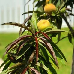 Bonfire Patio Peach Tree -Fast Growing Trees Shop Bonfire Peach 7 FGT