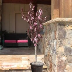 Bonfire Patio Peach Tree -Fast Growing Trees Shop Bonfire Peach 9