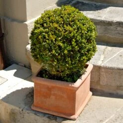 Titan Boxwood Shrub -Fast Growing Trees Shop Boxwood Titan 6