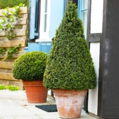 Wintergreen Boxwood Shrub -Fast Growing Trees Shop Boxwood Wintergreen 4