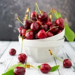 Brooks Cherry Tree 7 Brooks Cherry Tree -Fast Growing Trees Shop Brooks Cherry Tree 5 FGT