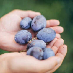 Brooks Plum Tree 8 Brooks Plum Tree -Fast Growing Trees Shop Brooks Plum 3