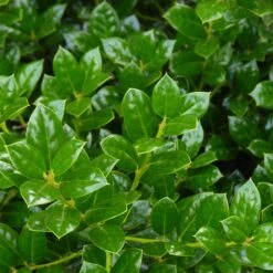 Dwarf Burford Holly Shrub -Fast Growing Trees Shop Burford Holly FGT