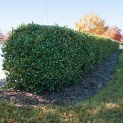 Dwarf Burford Holly Shrub -Fast Growing Trees Shop Burford holly 2 FGT