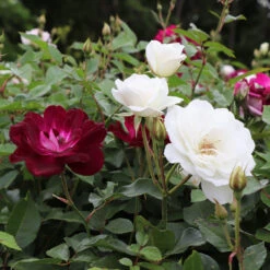Burgundy Iceberg And Iceberg Two-fer® Rose Tree -Fast Growing Trees Shop Burgandy Iceburg ROse Tree 1