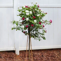 Burgundy Iceberg And Iceberg Two-fer® Rose Tree -Fast Growing Trees Shop Burgandy Iceburg ROse Tree 4