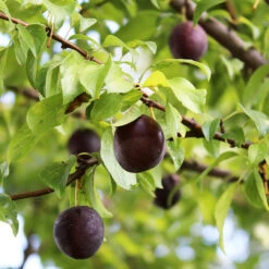 Burgundy Plum Tree -Fast Growing Trees Shop Burgundy Plum 1