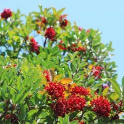 Chindo Sweet Viburnum Shrub 7 Chindo Sweet Viburnum Shrub -Fast Growing Trees Shop CHindo Viburnum 1
