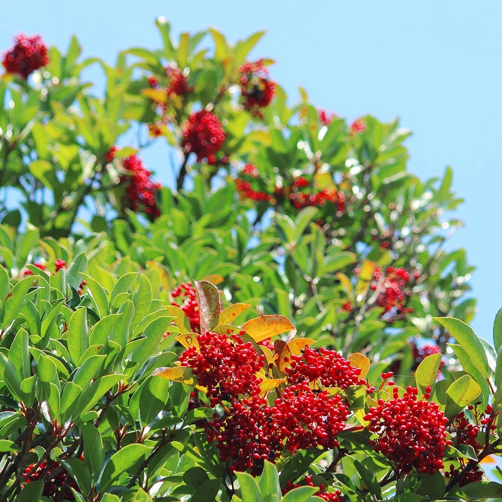Chindo Sweet Viburnum Shrub 3 Chindo Sweet Viburnum Shrub - Image 3
