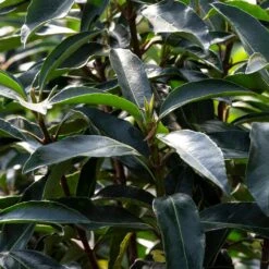 Chindo Sweet Viburnum Shrub 8 Chindo Sweet Viburnum Shrub -Fast Growing Trees Shop CHindo Viburnum 3