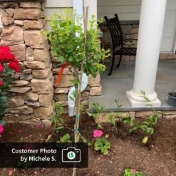 Dwarf Korean Lilac Tree -Fast Growing Trees Shop CPB DwarfKoreanLilacTree MicheleS ugc test