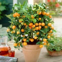 Calamondin Bush -Fast Growing Trees Shop Calamondin Bush 1