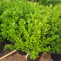 Calamondin Bush -Fast Growing Trees Shop Calamondin Bush 7