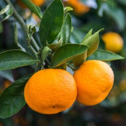 Calamondin Tree 8 Calamondin Tree -Fast Growing Trees Shop Calomondin 4 BB 86a33d74 f6d8 4d96 be1b 5a213babf3c2