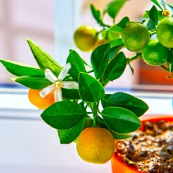 Calamondin Tree 9 Calamondin Tree -Fast Growing Trees Shop Calomondin 5