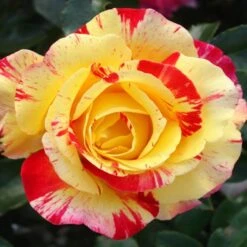 Camille Pissarro™ Rose