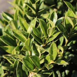 Carissa Holly -Fast Growing Trees Shop Carissa Holly 2