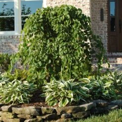 Fast Growing Trees Shop 42 Fast Growing Trees Shop -Fast Growing Trees Shop Cascading Hearts Redbud 1