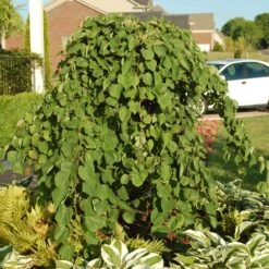 Cascading Hearts Redbud Tree -Fast Growing Trees Shop Cascading Hearts Redbud 2