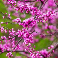 Cascading Hearts Redbud Tree -Fast Growing Trees Shop Cascading Hearts Redbud 3