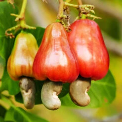 Cashew Tree -Fast Growing Trees Shop Cashew Nut Tree 7