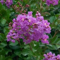 Catawba Crape Myrtle Tree 8 Catawba Crape Myrtle Tree -Fast Growing Trees Shop Catawba Crape Myrtle 1 FGT