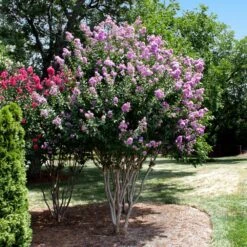 Catawba Crape Myrtle Tree 7 Catawba Crape Myrtle Tree -Fast Growing Trees Shop Catawba Crape Myrtle 4 FGT
