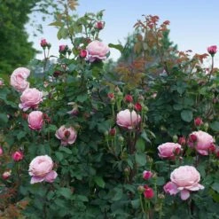Cathedral Bells Rose -Fast Growing Trees Shop Cathedral Bells Rose Tree 3