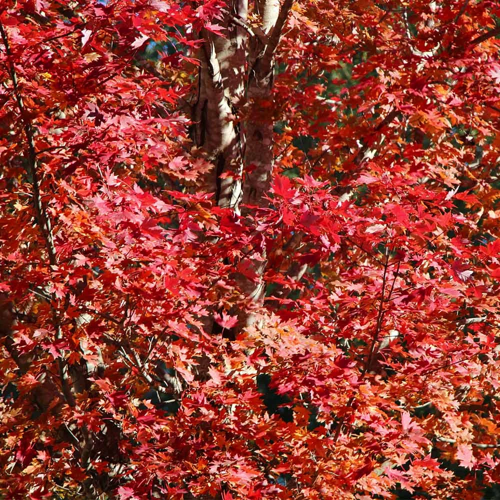 Celebration Maple Tree 3 Celebration Maple Tree - Image 3