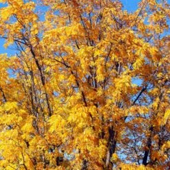 Chandler Walnut Tree -Fast Growing Trees Shop Chandler Walnut 1