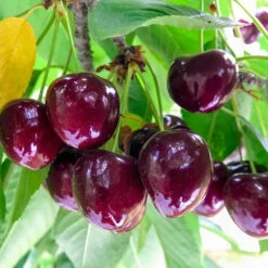 Chelan Cherry Tree -Fast Growing Trees Shop Chelan Cherry 1