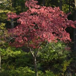 Cherokee Brave Dogwood -Fast Growing Trees Shop Cherokee Brave Dogwood 2