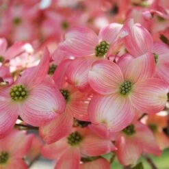 Cherokee Brave Dogwood -Fast Growing Trees Shop Cherokee Brave Dogwood 3 FGT