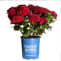 Cherry-Go-Round™ Hydrangea 13 Cherry-Go-Round™ Hydrangea -Fast Growing Trees Shop Cherry Go Round Hydrangea 3