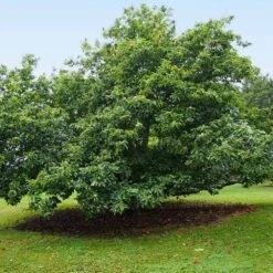 Chinese Chestnut Tree 10 Chinese Chestnut Tree -Fast Growing Trees Shop Chinese Chestnut 9