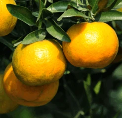 Chinotto Sour Orange Tree -Fast Growing Trees Shop Chinotto Sour Orange Tree 450 D1