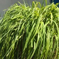 Citronella Grass (Cymbopogon Nardus) -Fast Growing Trees Shop Citronella GRass 4 FGT