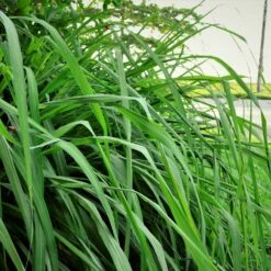 Citronella Grass (Cymbopogon Nardus) -Fast Growing Trees Shop Citronella GRass 5