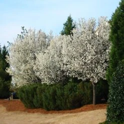 Cleveland Pear Tree -Fast Growing Trees Shop Cleveland Pear 2 FGT