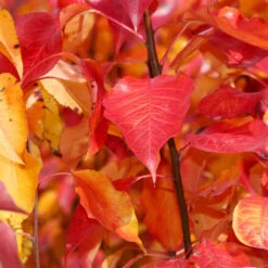 Cleveland Pear Tree -Fast Growing Trees Shop Cleveland Pear 9 FGT