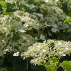Climbing Hydrangea -Fast Growing Trees Shop Climbing Hydrangea 2