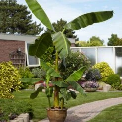 Cold Hardy Banana Tree 11 Cold Hardy Banana Tree -Fast Growing Trees Shop Cold Hardy Banana Tree 1