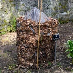 Cold Hardy Banana Tree 13 Cold Hardy Banana Tree -Fast Growing Trees Shop Cold Hardy Banana Tree FGT 3