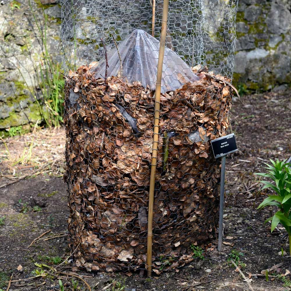 Cold Hardy Banana Tree 7 Cold Hardy Banana Tree - Image 7