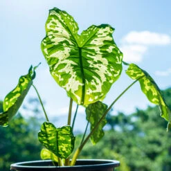 Colocasia 'Hilo Beauty' -Fast Growing Trees Shop Colocasia Hilo beauty 1
