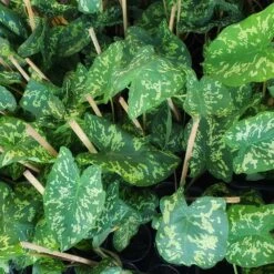 Colocasia 'Hilo Beauty' -Fast Growing Trees Shop Colocasia Hilo beauty 2