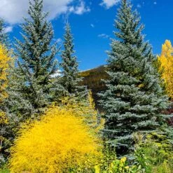 Colorado Blue Spruce Tree -Fast Growing Trees Shop Colorado BLue Spruce 4 FGT