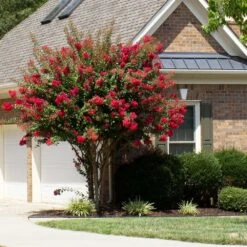 Fast Growing Trees Shop 52 Fast Growing Trees Shop -Fast Growing Trees Shop Colorama Scarlet Crape Myrtle 1